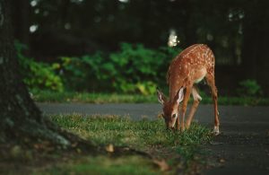 ciervo pastando Bambi